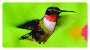 DSC700 027 Humming Bird 1